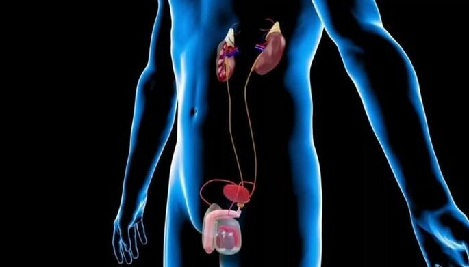Männlech genitourinary System mat anatomescher Plaz vun der Prostata